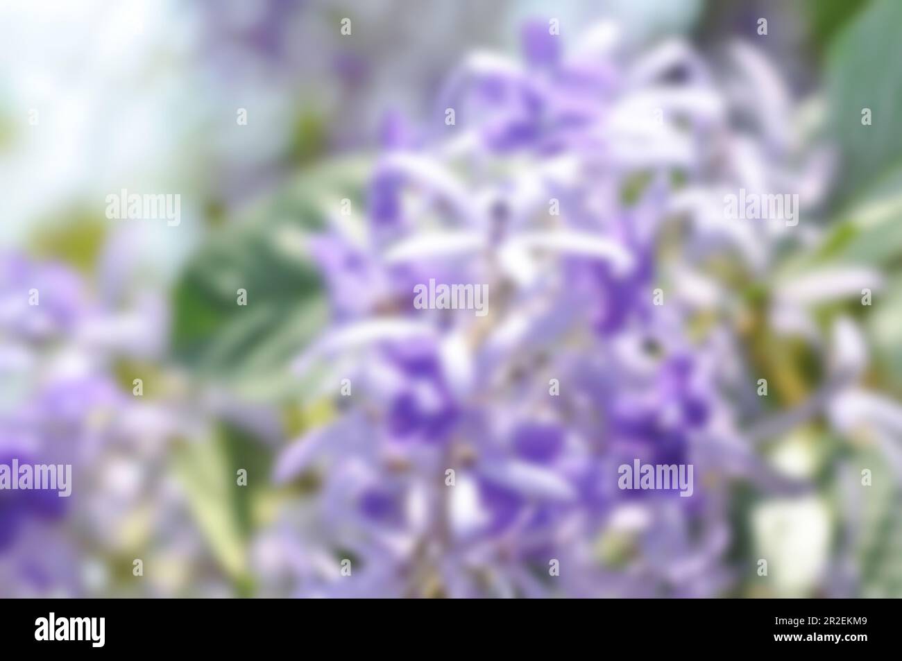 purple background, blur flower background or blur background or nature ...
