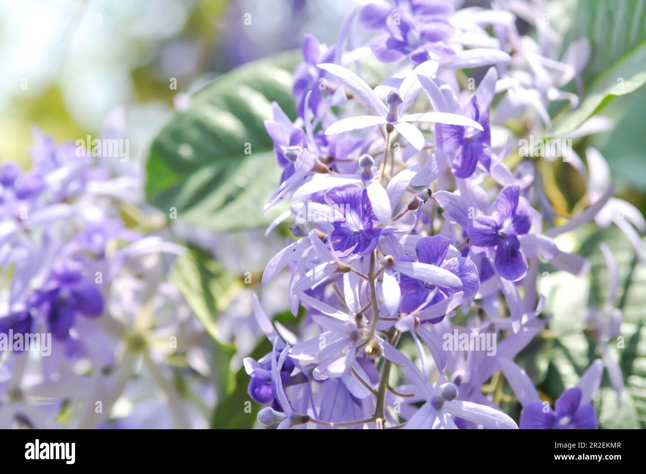 Sandpaper vine, Purple wreath or Queens wreath or purple flowers Stock Photo