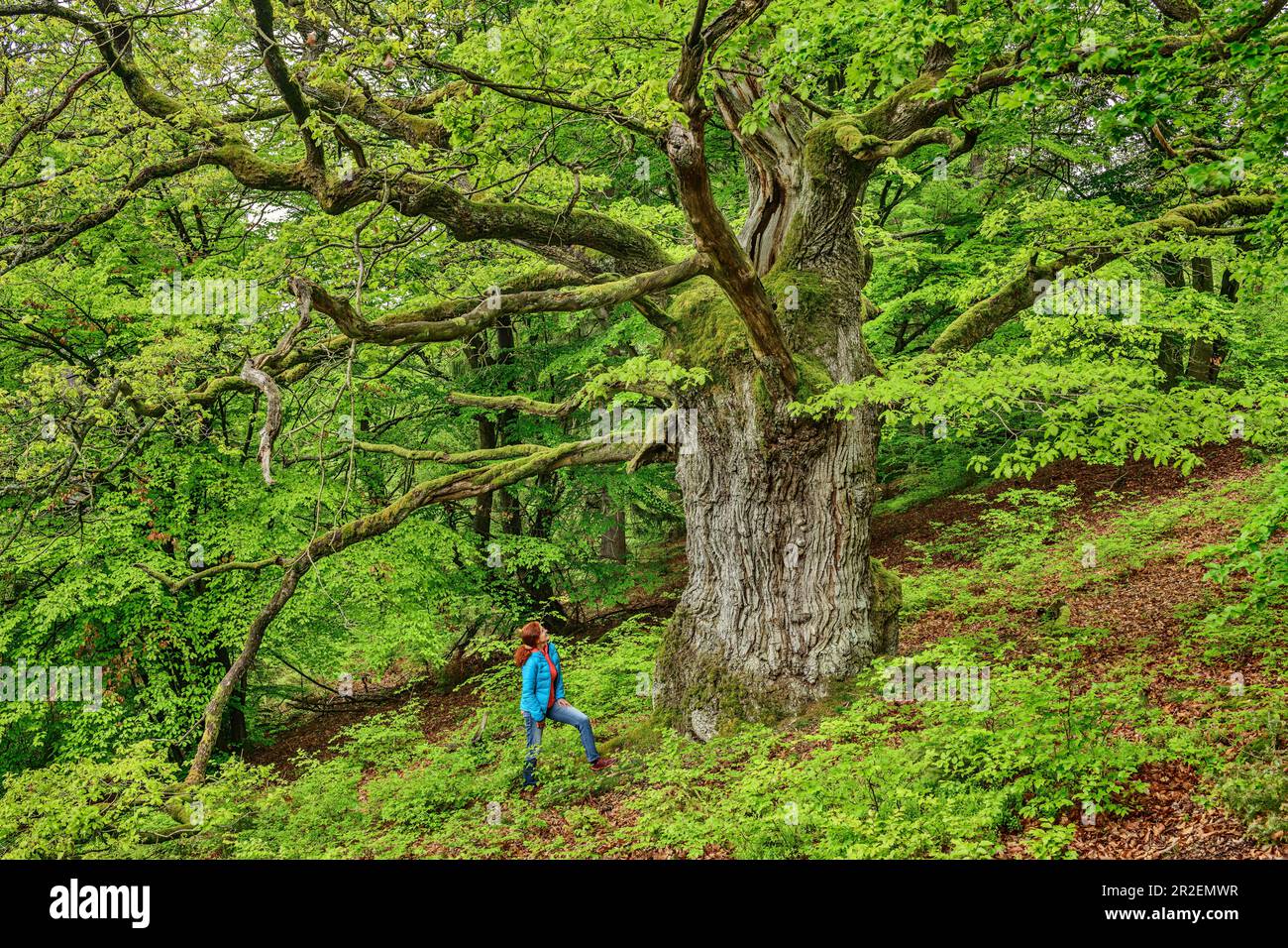 Woman stands in front of old oak, oak, Kellerwald-Edersee National Park, UNESCO World Heritage Old Beech Forests, Hesse, Germany Stock Photo