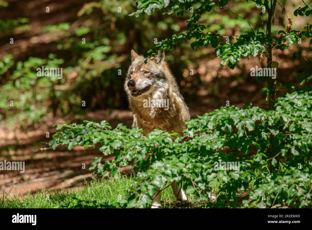 Wolf looks interested, Canis lupus, Bavarian Forest National Park ...