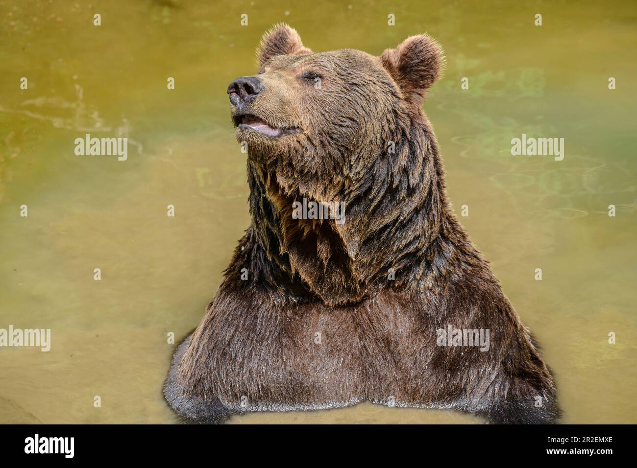 Brown bear bathes, Ursus arctos, Bavarian Forest National Park ...