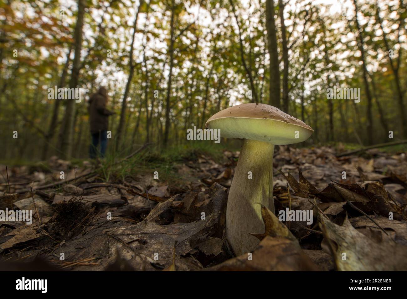Mushroom picker searches for mushrooms in the autumn deciduous forest