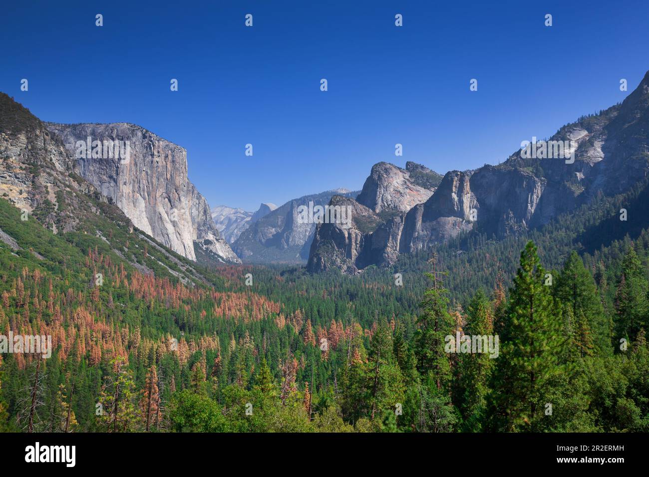 View of the woods and rocks of Yosemite National Park