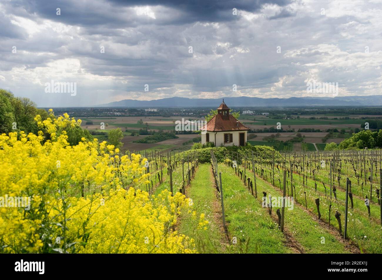 Vineyards in spring, near Ihringen, Kaiserstuhl, Baden-Württemberg, Germany Stock Photo