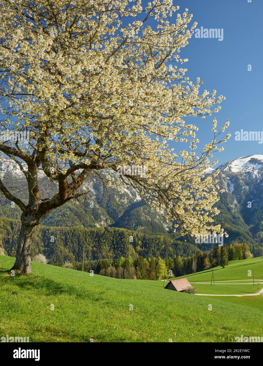 blooming cherry tree, Sengsen Mountains, Windischgarsten, Upper Austria, Austria Stock Photo
