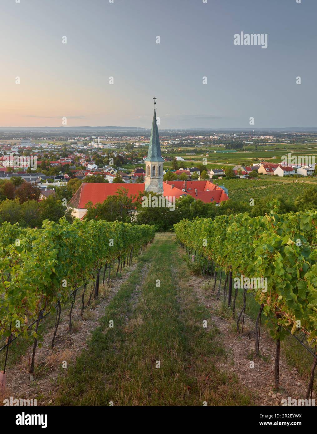 View of Gumpoldskirchen, St. Michael Church, thermal region, Lower Austria, Austria Stock Photo