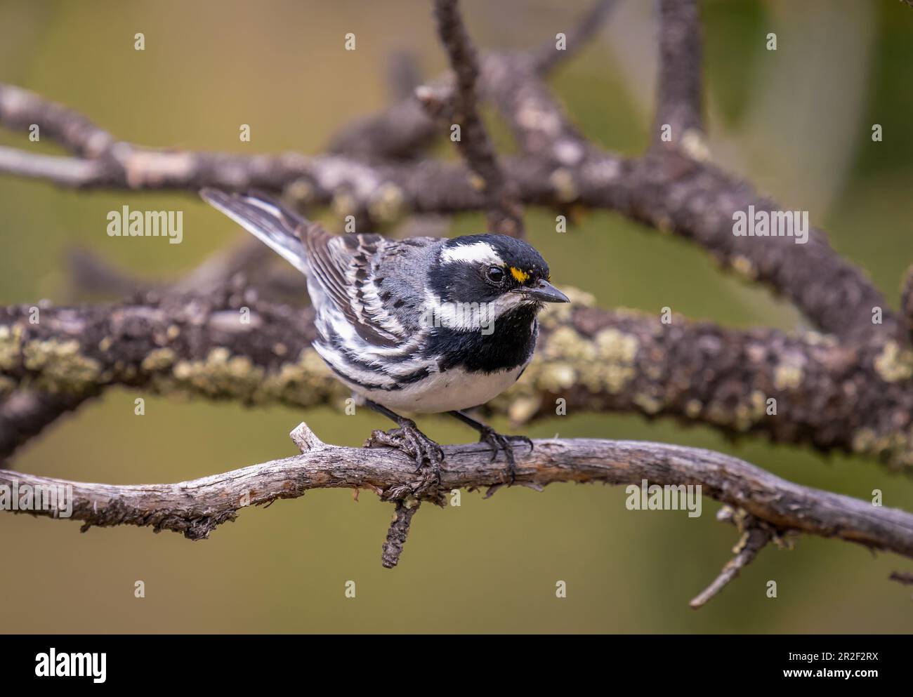 A beautiful adult male Black-throated Gray Warbler perches on a weathered branch in a wilderness area of the Colorado Rocky Mountains. Stock Photo