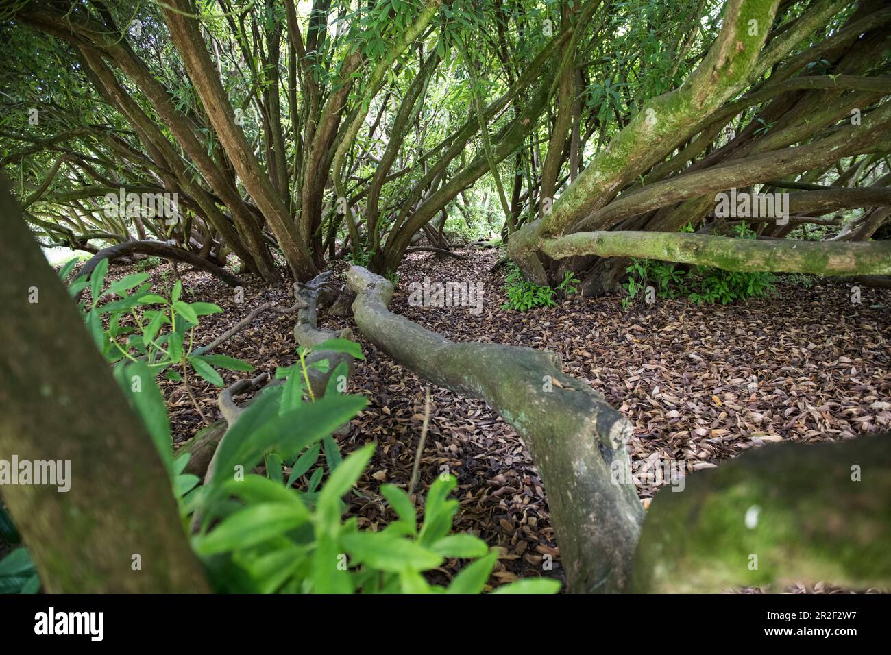 The Lost Gardens of Heligan south of St Austell at Mevagissey in