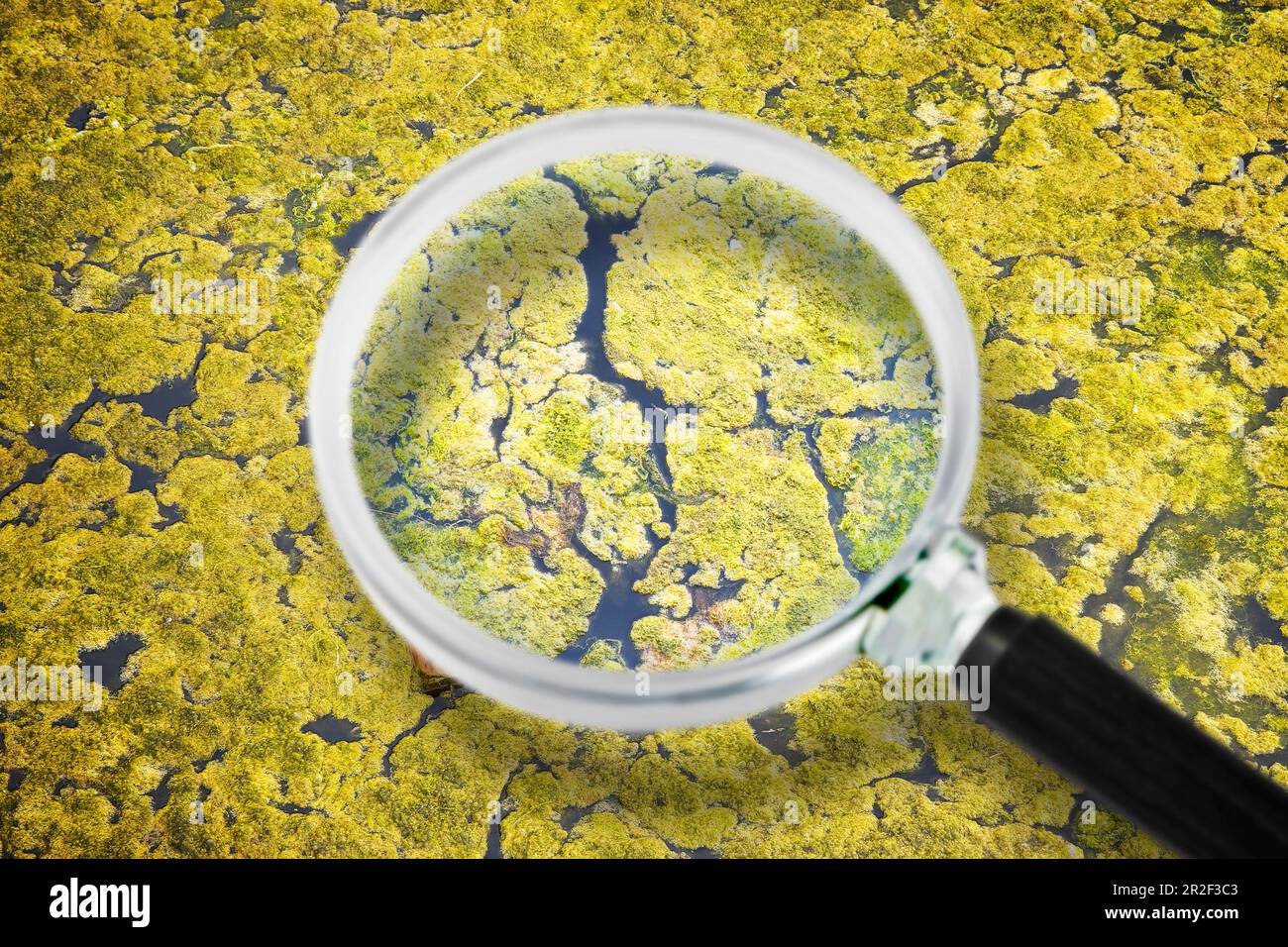 Stagnant water background with yellow algae floating on the surface level - Concept image seen through a magnifying glass. Stock Photo