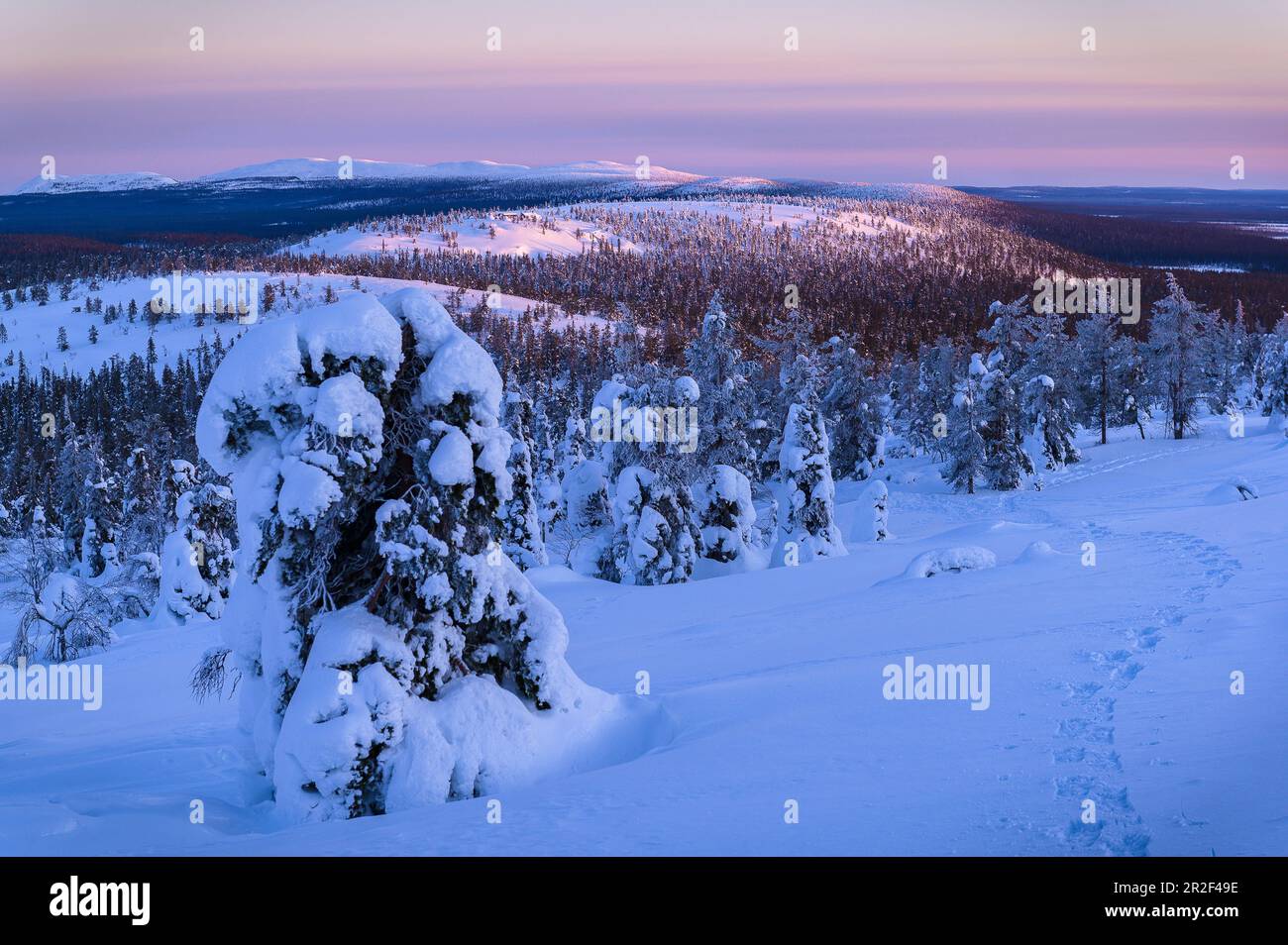 Snow-covered trees on the hills of Luosto, Finland Stock Photo