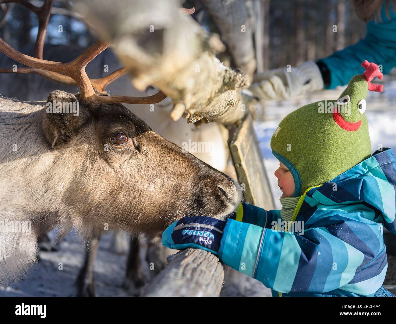 Feeding toddler at reindeer, Pyhä-Luosto, Finnish Lapland Stock Photo