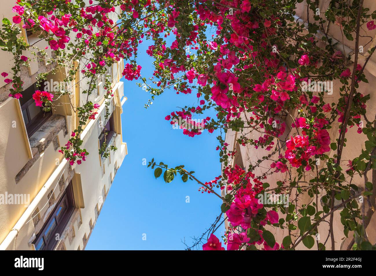 Colorful flowers in the bright streets of the old town of Rethymno, North Crete, Greece Stock Photo