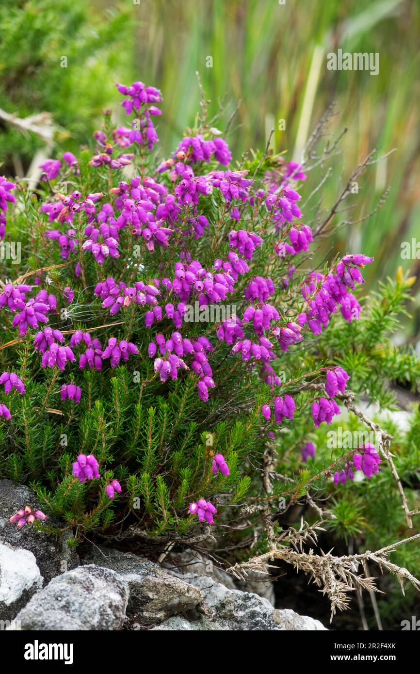 Irish Bell Heath, Daboecia cantabrica, Killarney National Park, Ireland, Europe Stock Photo