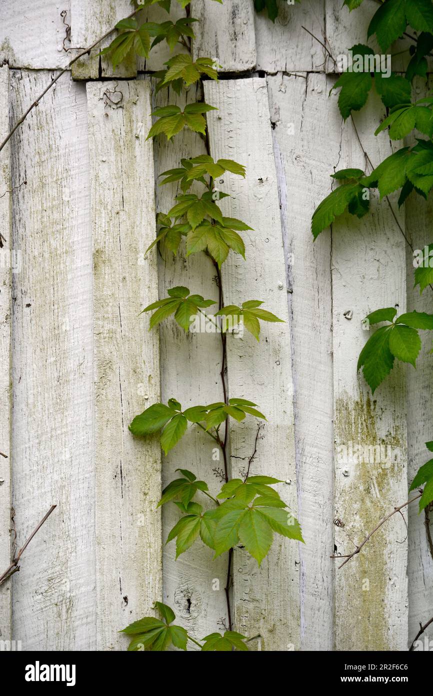Virginia Creeper vines (Parthenocissus quinquefolia) growing up the