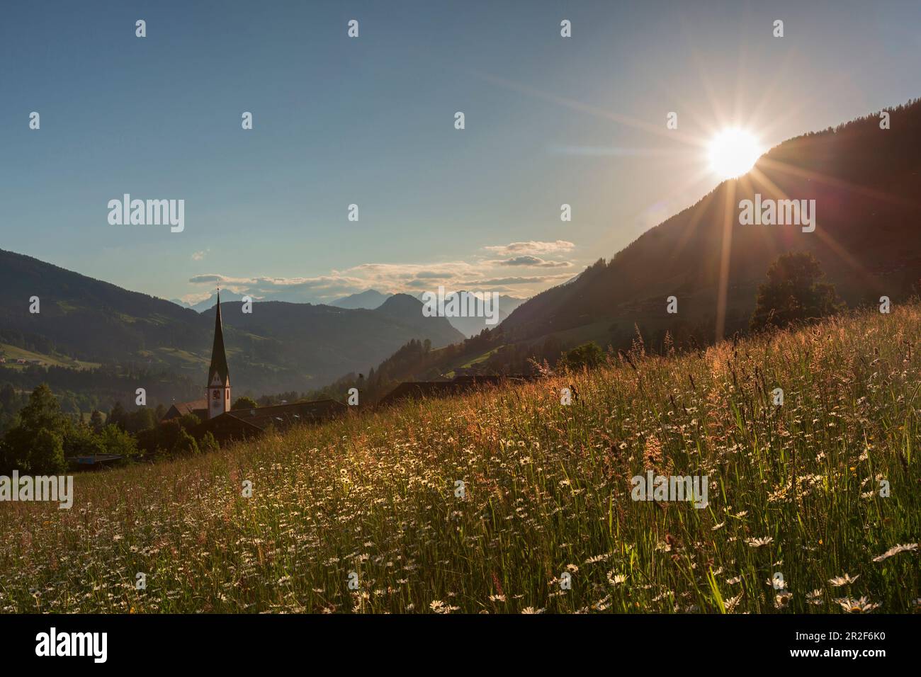 A daisy field at sunset in Alpbach, Tyrol. Just before the meadow is mowed Stock Photo