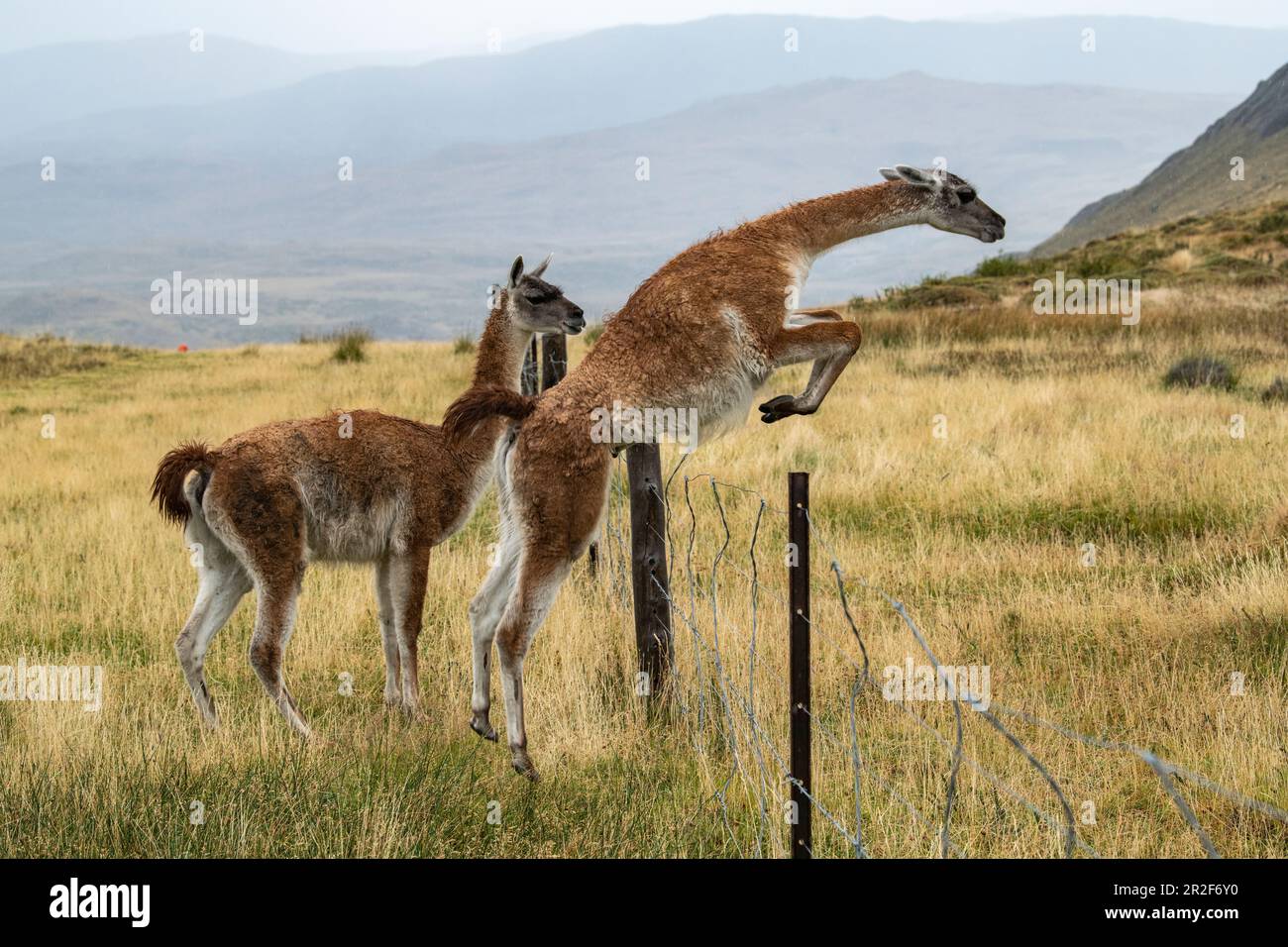 A guanaco (Lama guanicoe) jumps over a wire fence while another first watches, Puerto Natales, Magallanes y de la Antartica Chilena, Patagonia, Chile, Stock Photo