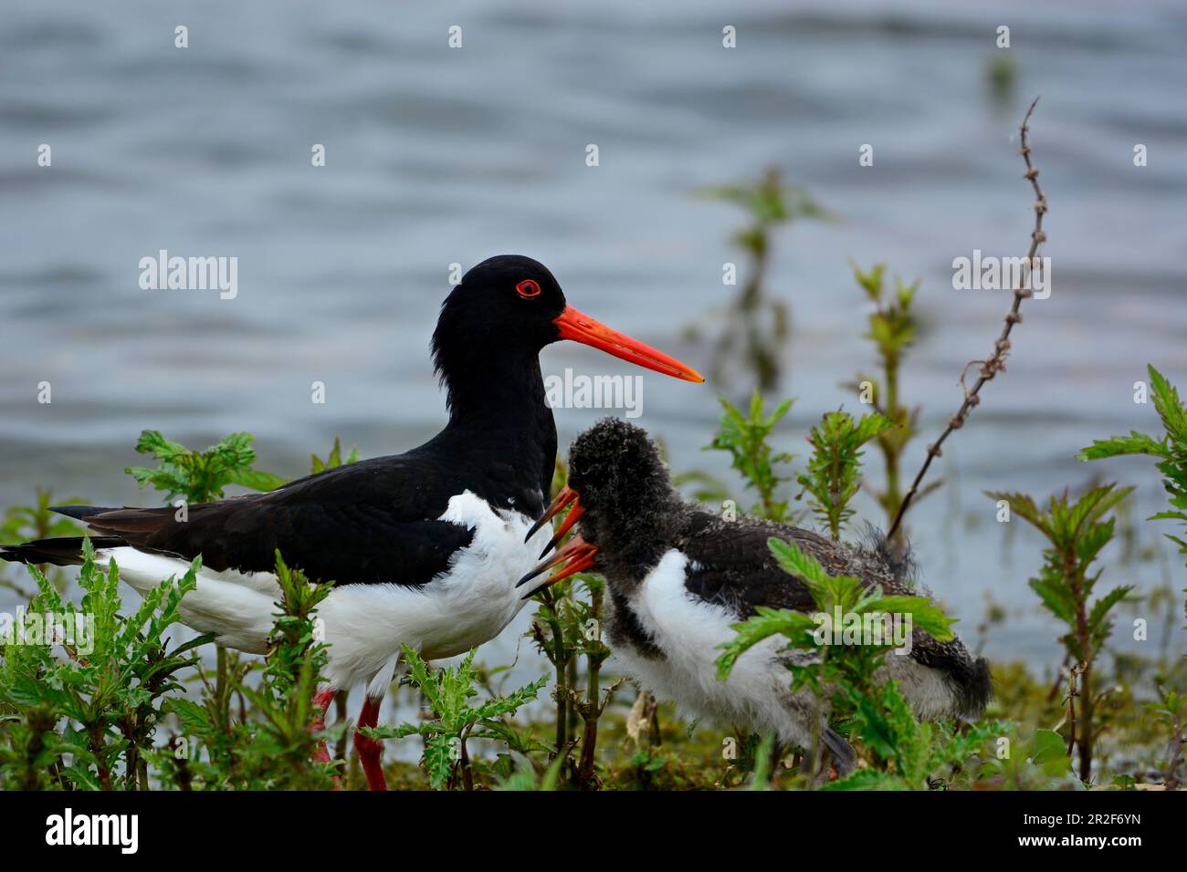 Oster lakes hi-res stock photography and images - Alamy