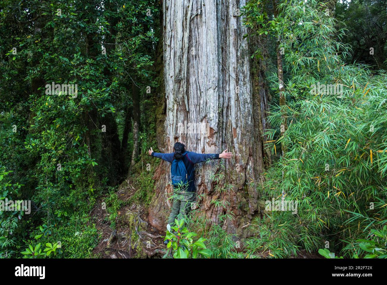 A person stands with arms outstretched at the base of a massive tree trunk (probably Fitzroya cupressoides), surrounded by vegetation, near Chalten, C Stock Photo