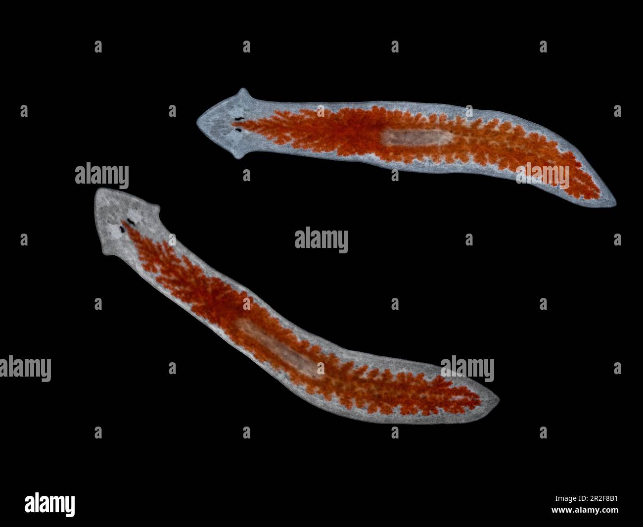 Backlit darkfield image of 2 live aquatic planarian flatworms (Girardia tigrina). The bright red branches of the gut and midline pharynx are clearly v Stock Photo