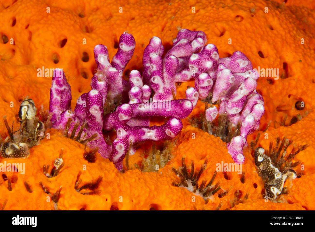Pink sea divorce colony, Didemnum moseleyi, Kimbe Bay, New Britain, Papua New Guinea Stock Photo