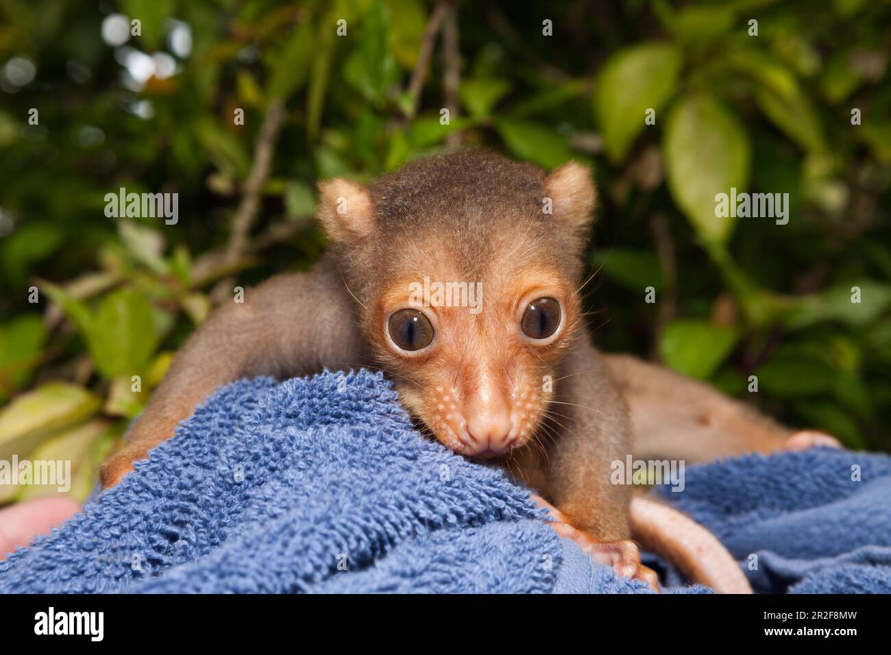 Actual spotted couscous juvenile, Spilocuscus maculatus, New Ireland, Papua New Guinea Stock