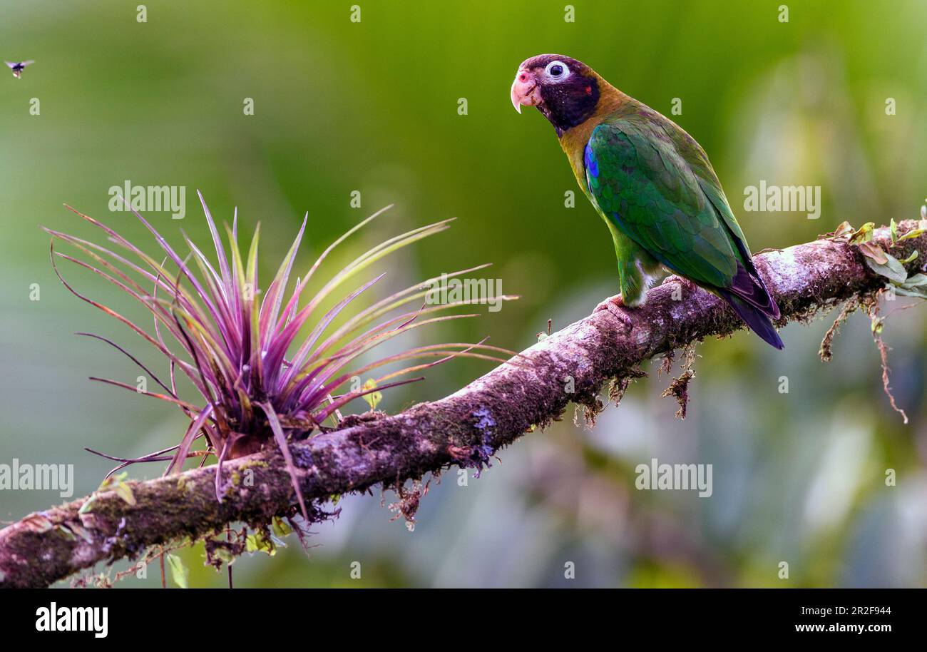 Brown-hooded parrot (Pyrilia haematotis) from Laguna Lagarto, Costa Rica. Stock Photo