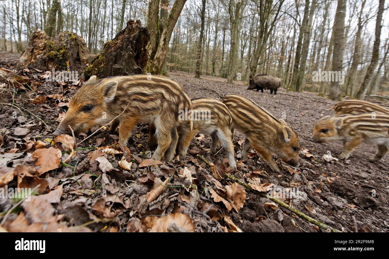 Wild boar (Sus scrofa), freshlings, wild boar enclosure, Stuttgart, Baden-Wuerttemberg, Germany Stock Photo