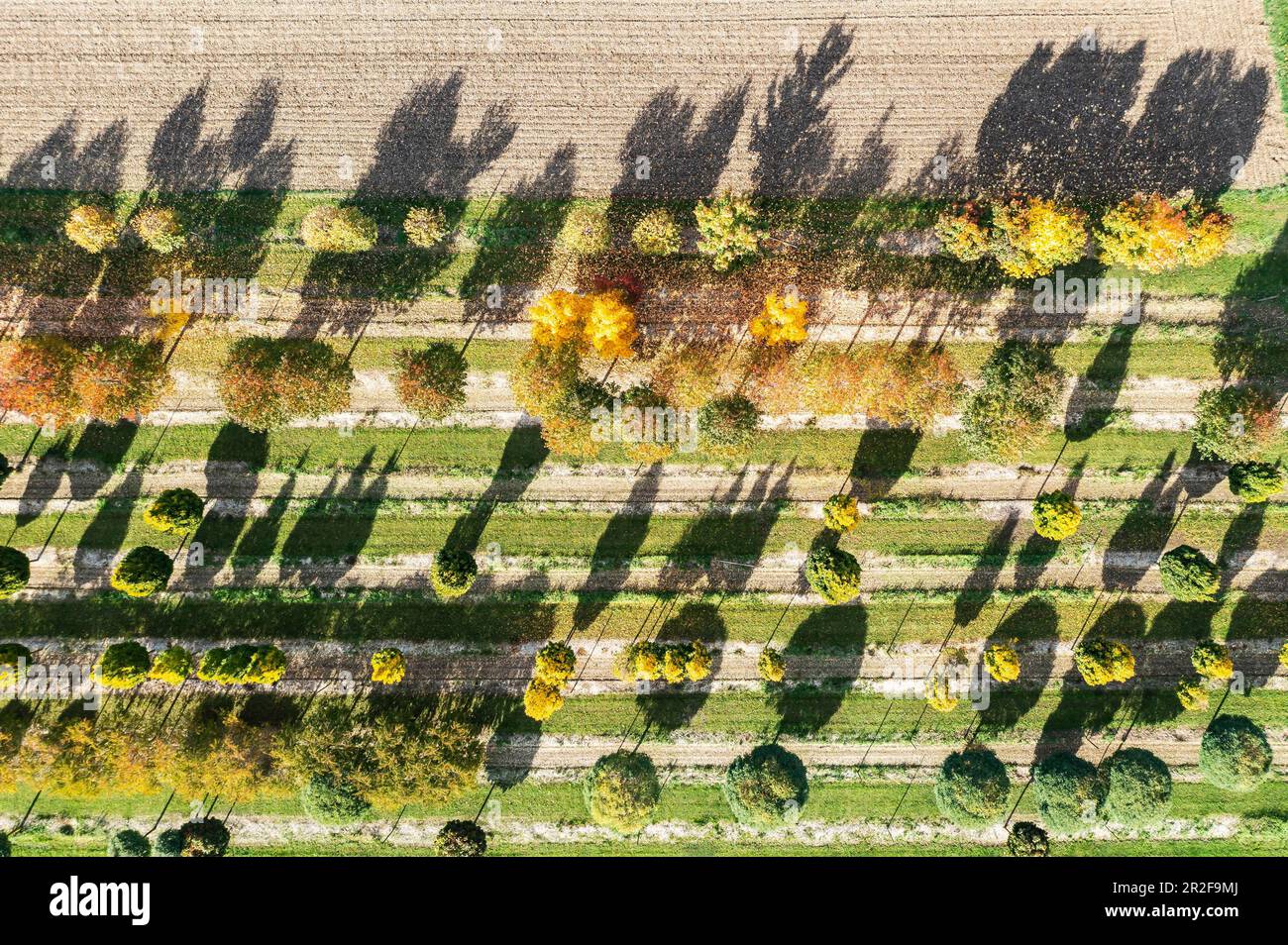 Tree nursery, trees in row cast long shadows, autumn colours, drone photo, Kirchheim unter Teck, Baden-Wuerttemberg, Germany Stock Photo