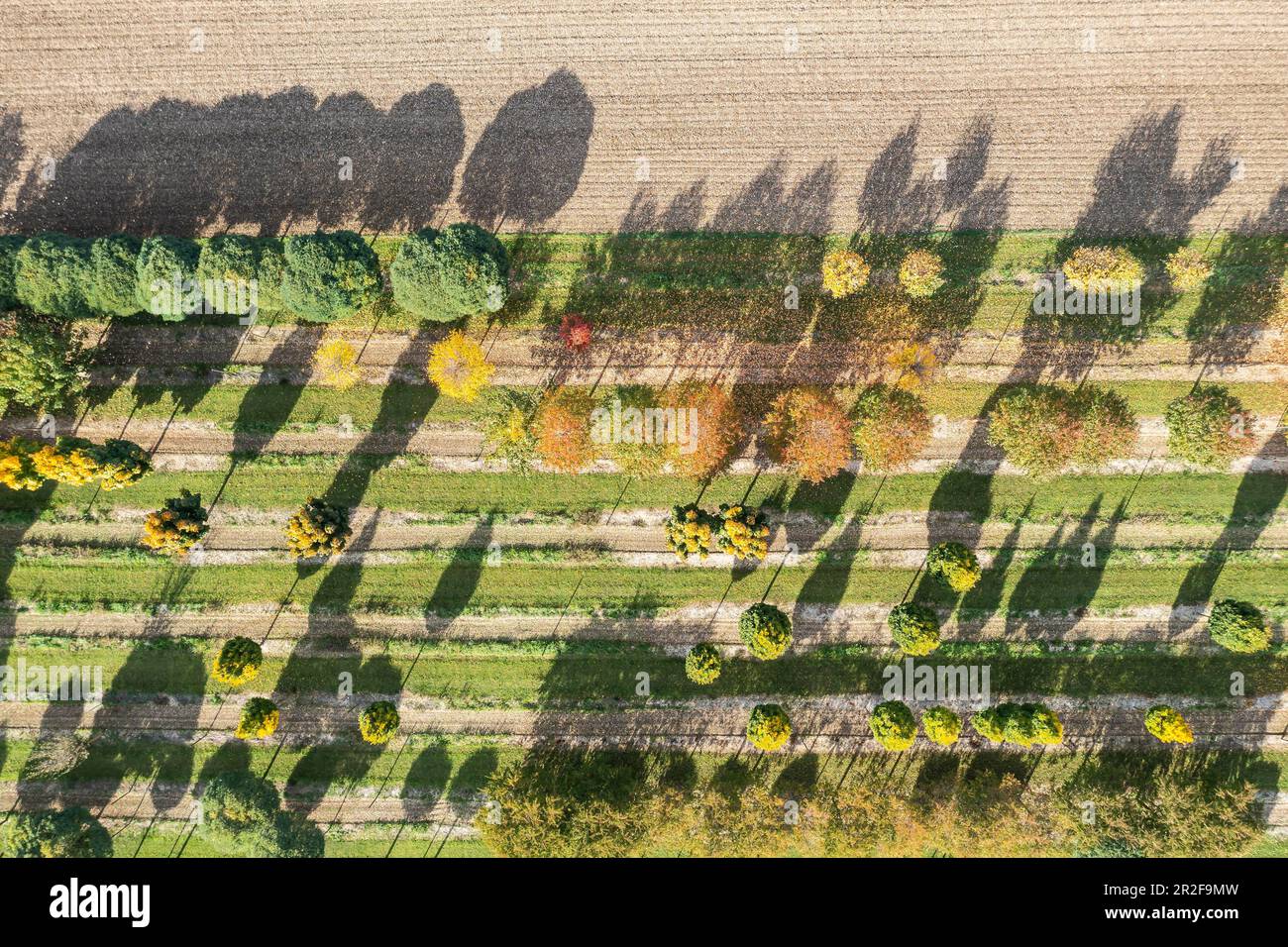 Tree nursery, trees in row cast long shadows, autumn colours, drone photo, Kirchheim unter Teck, Baden-Wuerttemberg, Germany Stock Photo