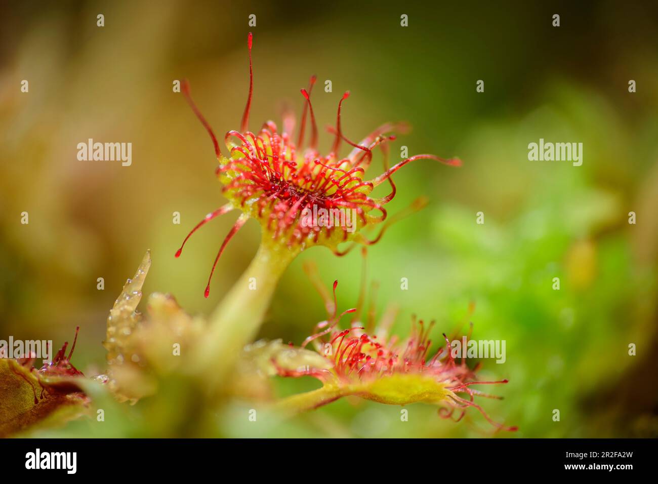 Carnivorous sundew plant, Drosera, with tentacle, Bavaria, Germany Stock Photo Alamy