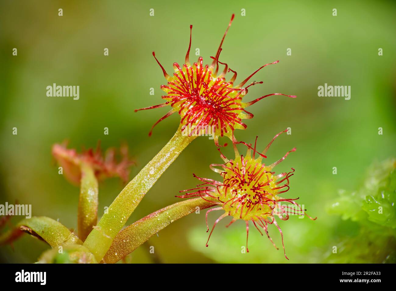 Carnivorous sundew plant, Drosera, with tentacle, Bavaria, Germany Stock Photo Alamy