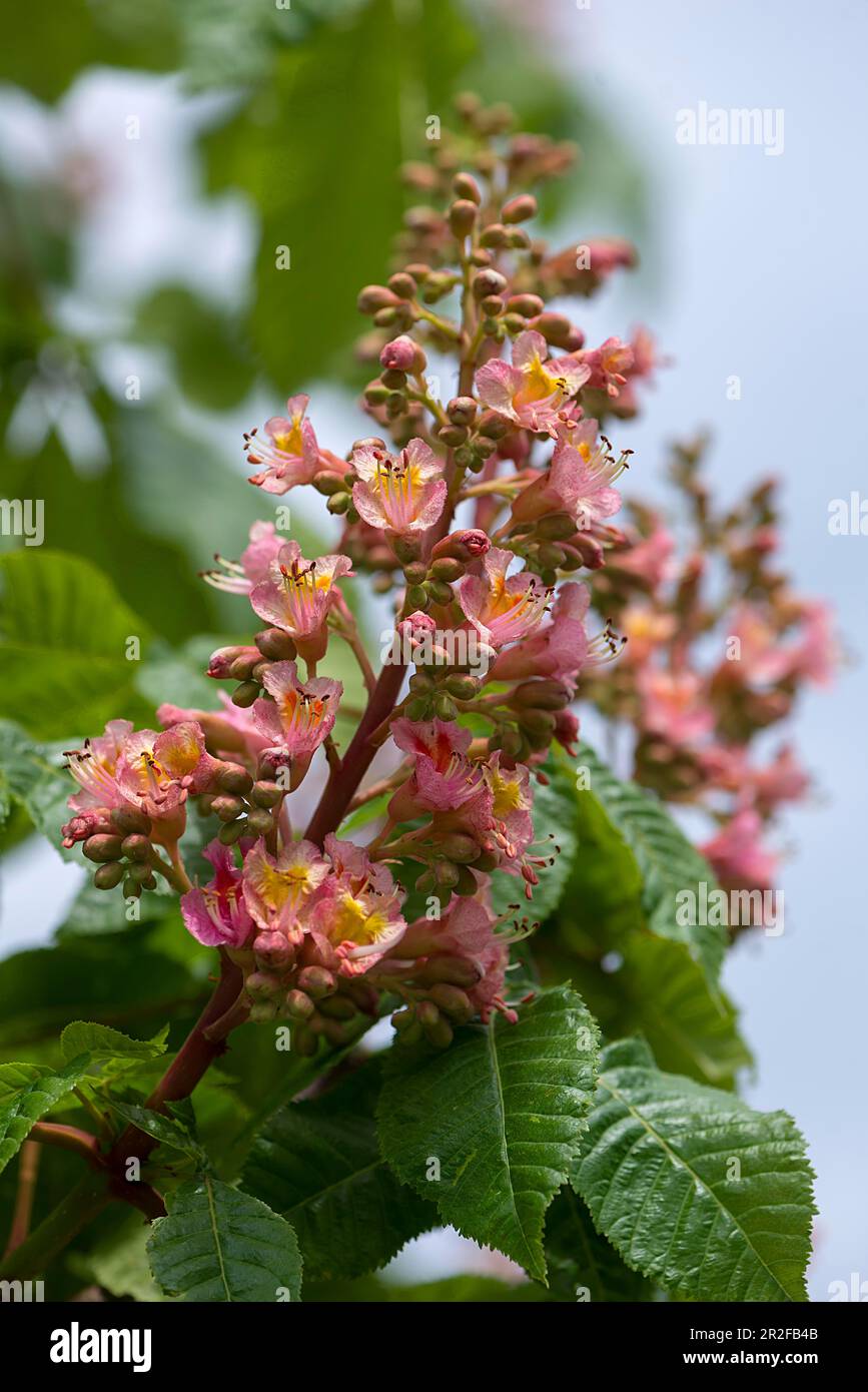 Flower of a Red Horse Chestnut (Aesculus x carnea), Bavaria, Germany Stock Photo