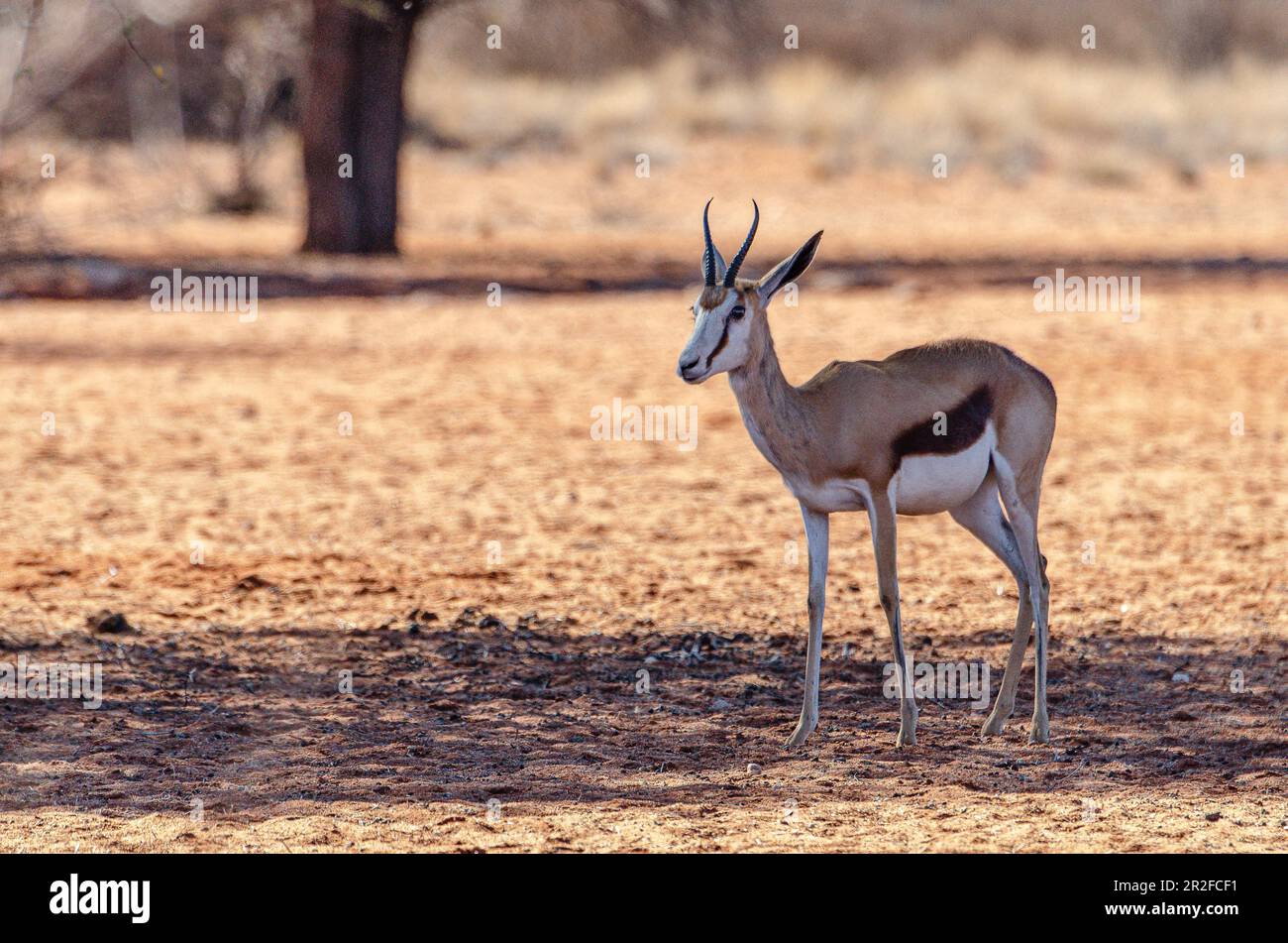 Kalahari, Gondwana Kalahari Park, Mariental, Namibia Stock Photo