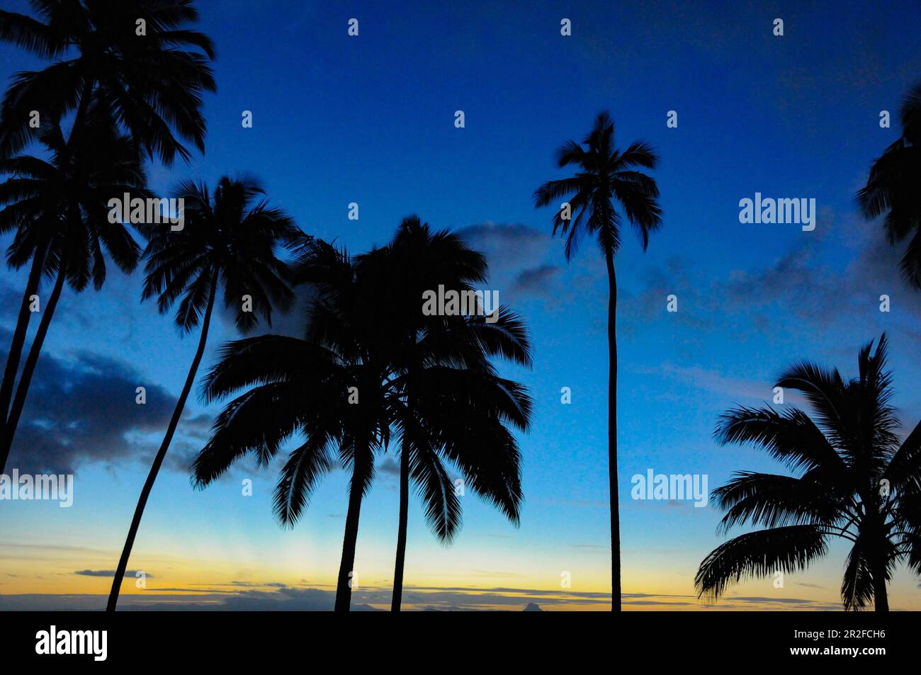 Late dusk with a view of palm trees and the tropical sky, Savusavu, Fiji ISlands Stock Photo