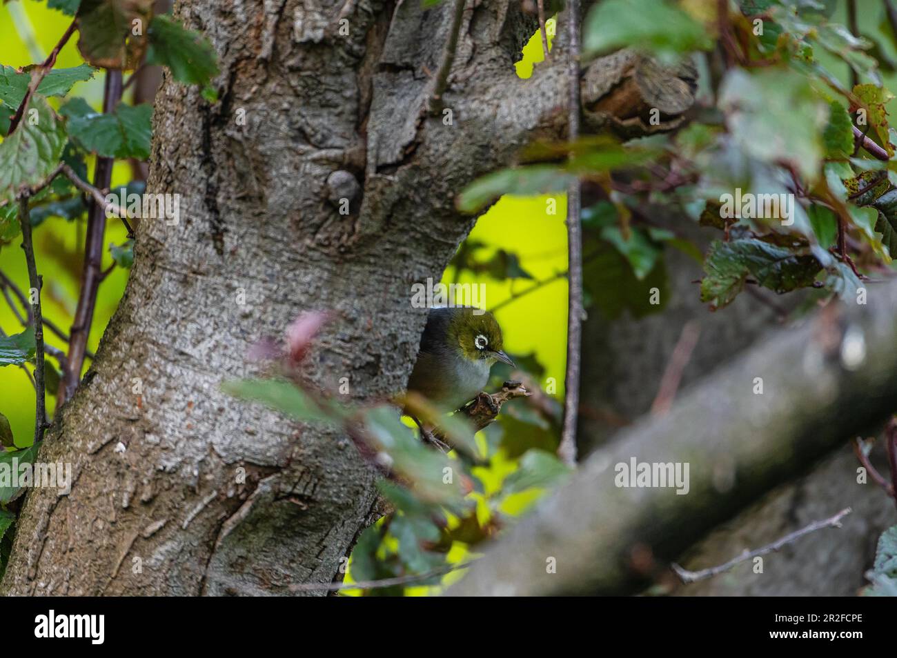 Round Ply Wall Art | South Island Silvereye main image 1