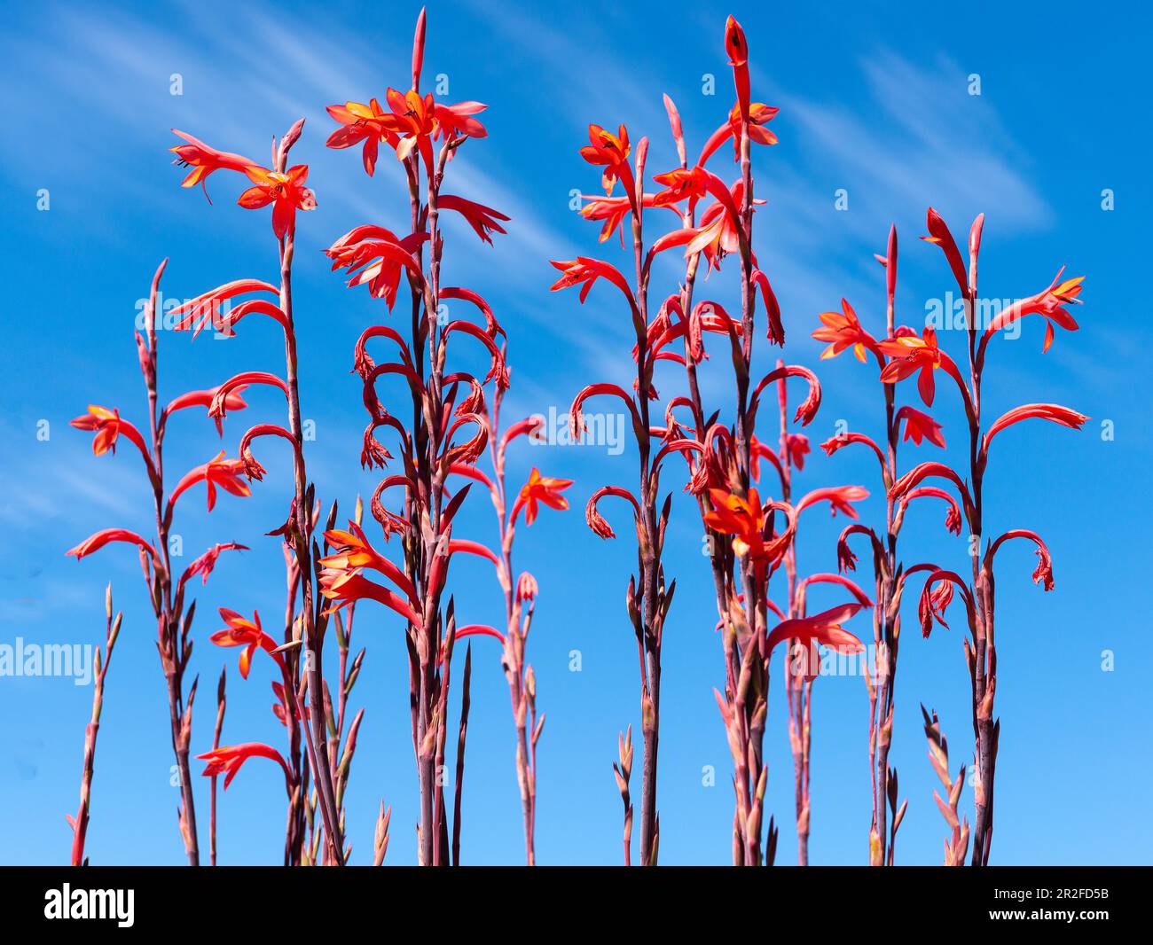 Sandveld lily (Gladiolus caryophyllaceus), Ramskop Nature Reserve, Clamwilliam, Western Cape, South Africa Stock Photo