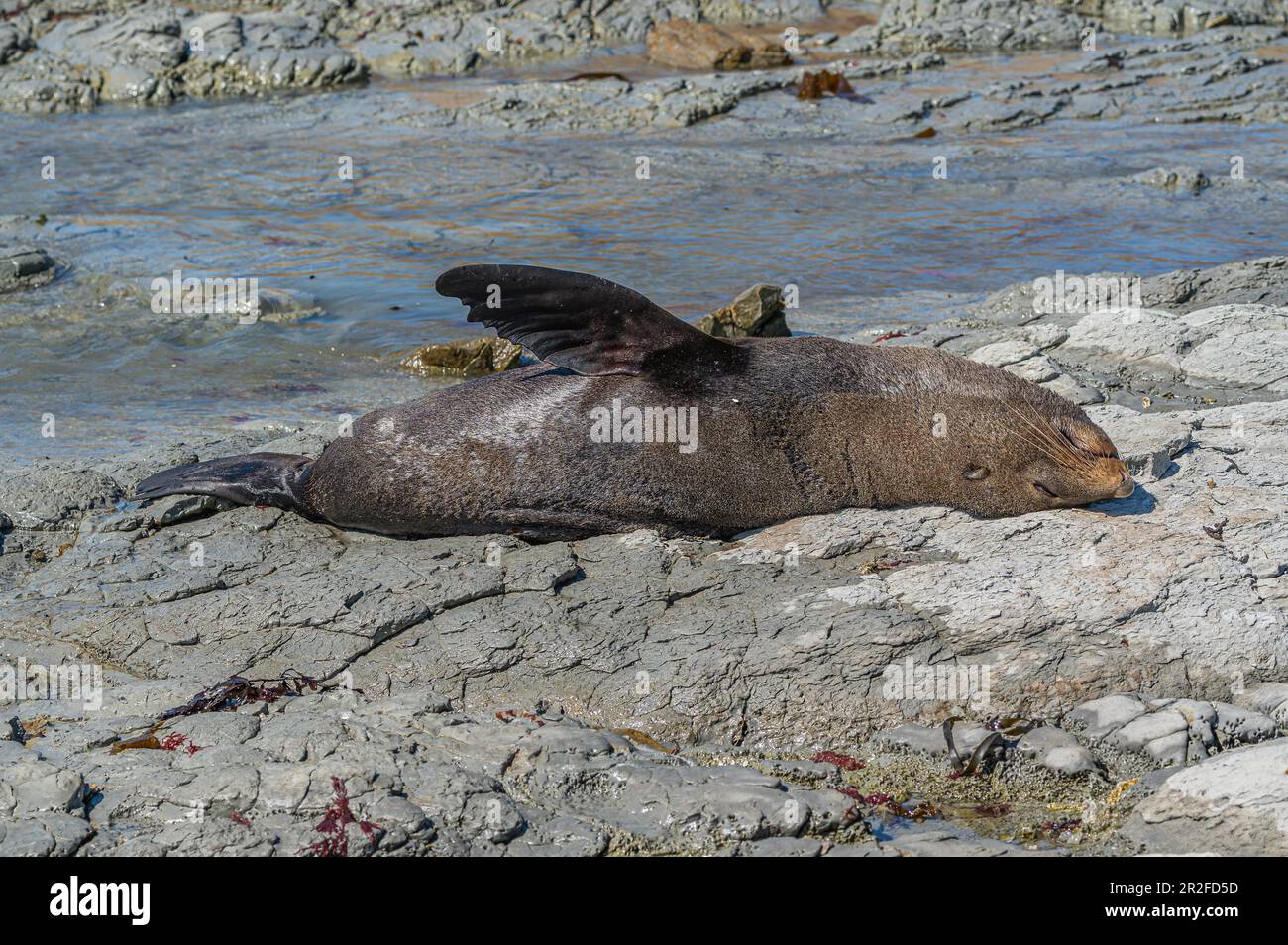 New Zealand fur seal (Arctocephalus forsteri), eared seal, Point Kean