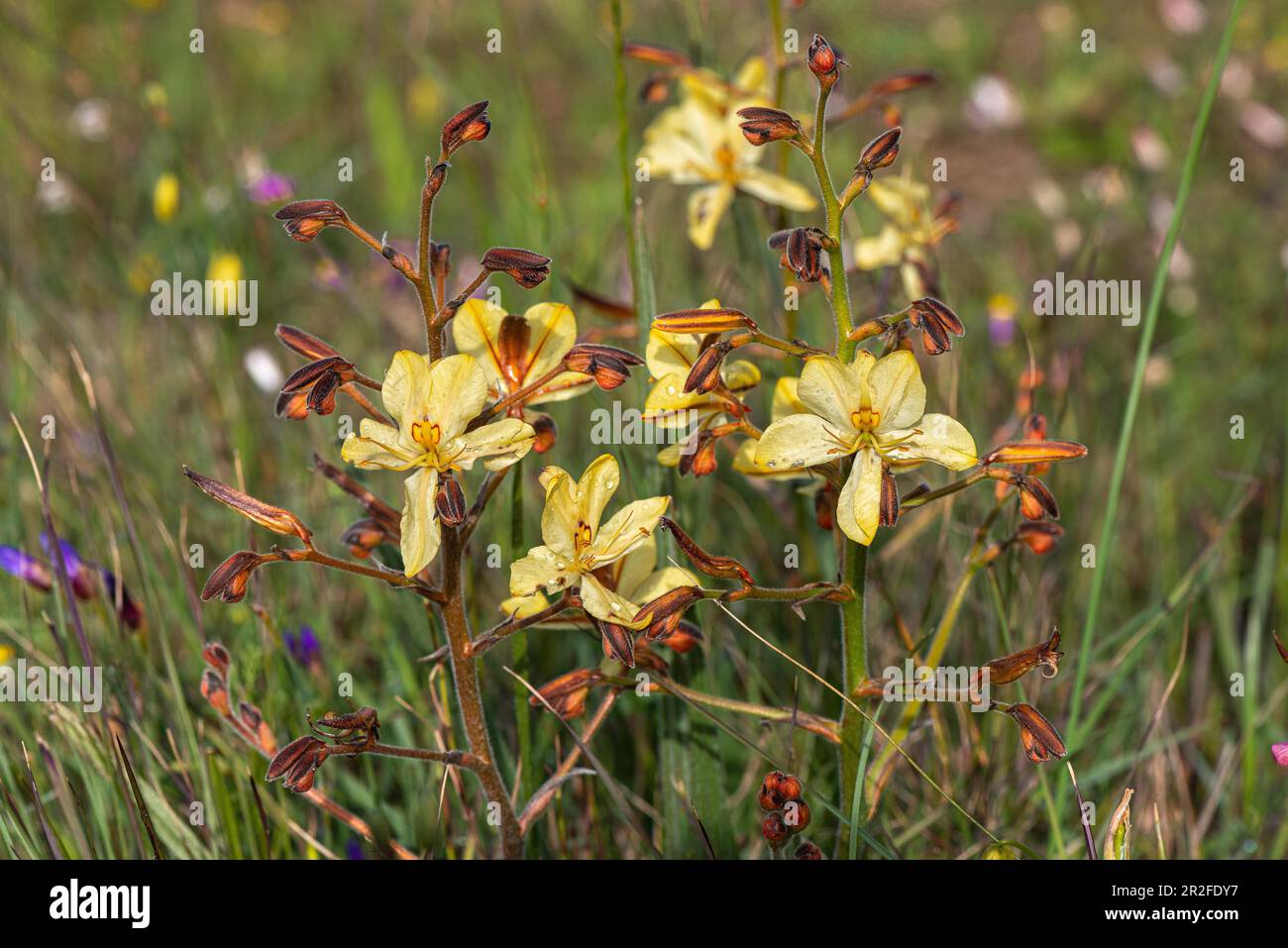 Butterfly Lily (Wachendorfia paniculata), Waylands Reserve, Darling, Western Cape, South Africa Stock Photo