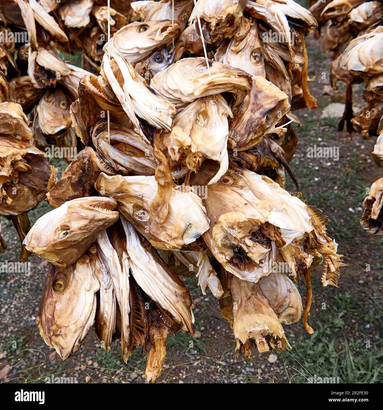 Norwegian dried fish in Tørrfisk, Lofoten, Norway, EuropaLook Stock