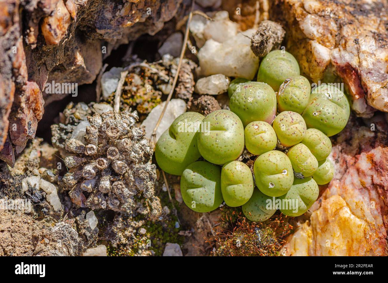 Growing stones, Bababoudjiem (Argyroderma delaeti) Ramskop Nature Reserve, Clamwilliam, Western Cape, South Africa Stock Photo
