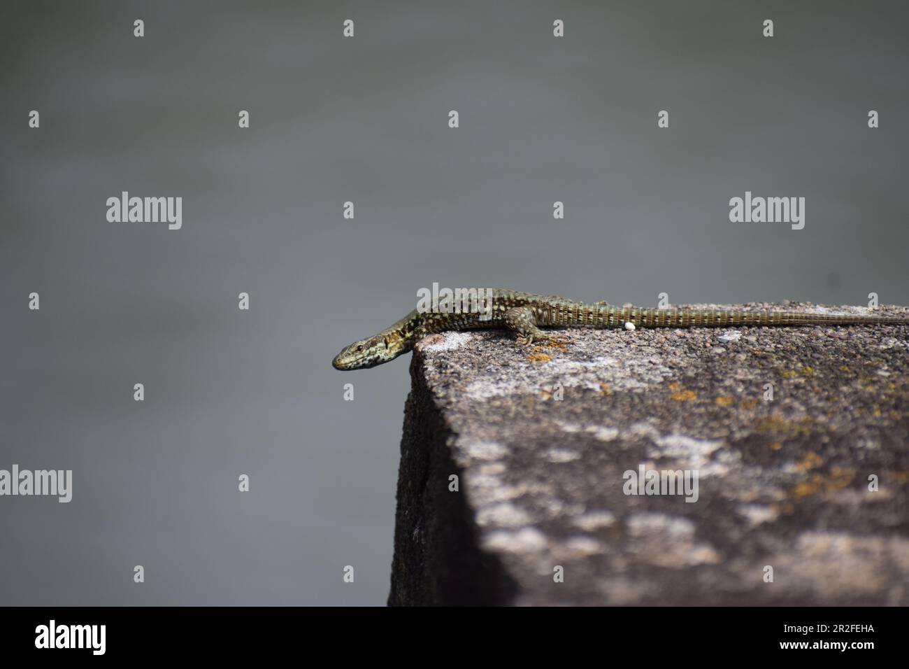Wall Lizard on old stones Stock Photo