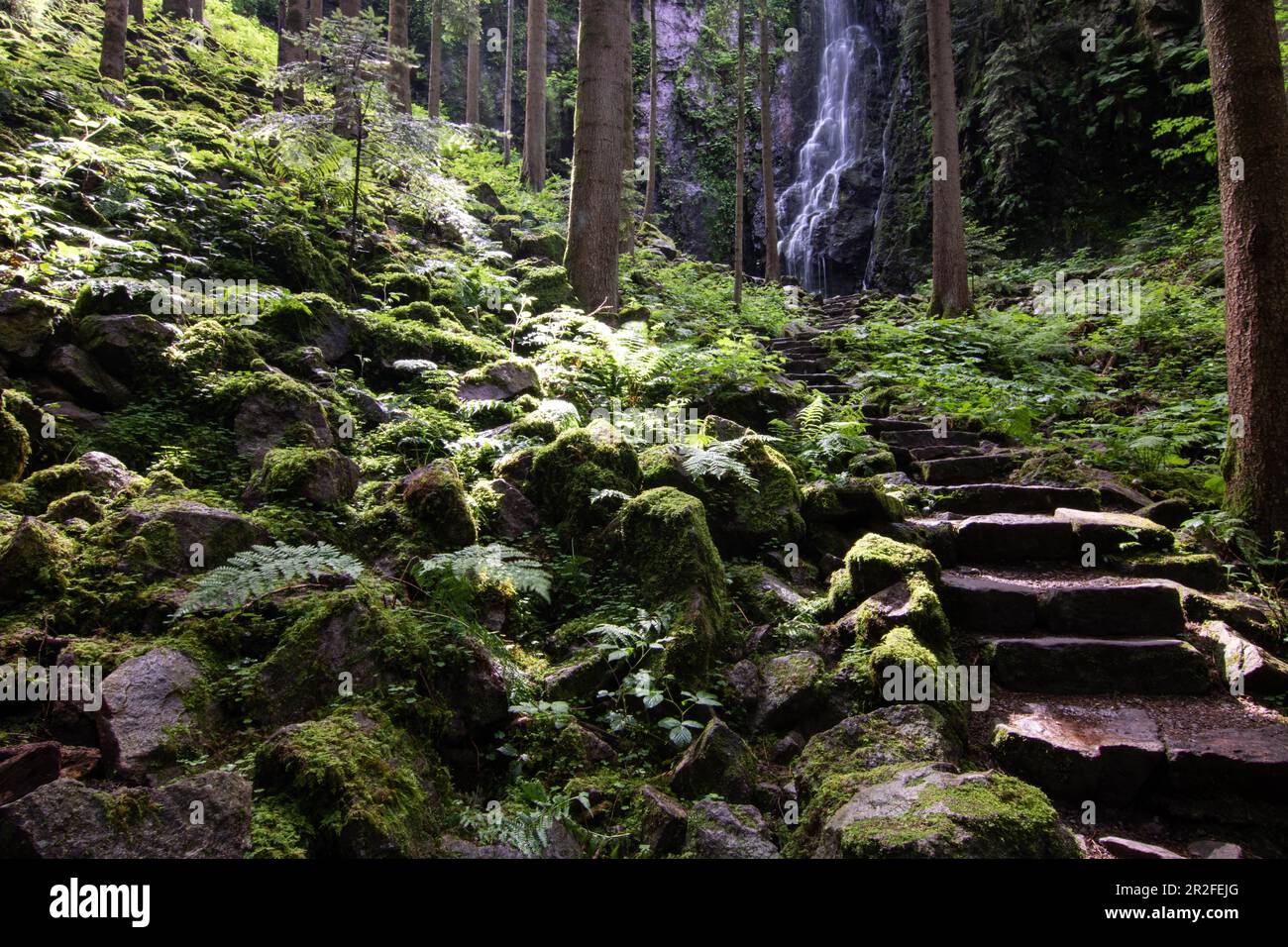 Landscape shot of the Burgbach waterfall, in a long exposure. A beautiful forest near Bad Rippoldsau-Schapbach in the Black Forest, Baden-Wuerttemberg Stock Photo