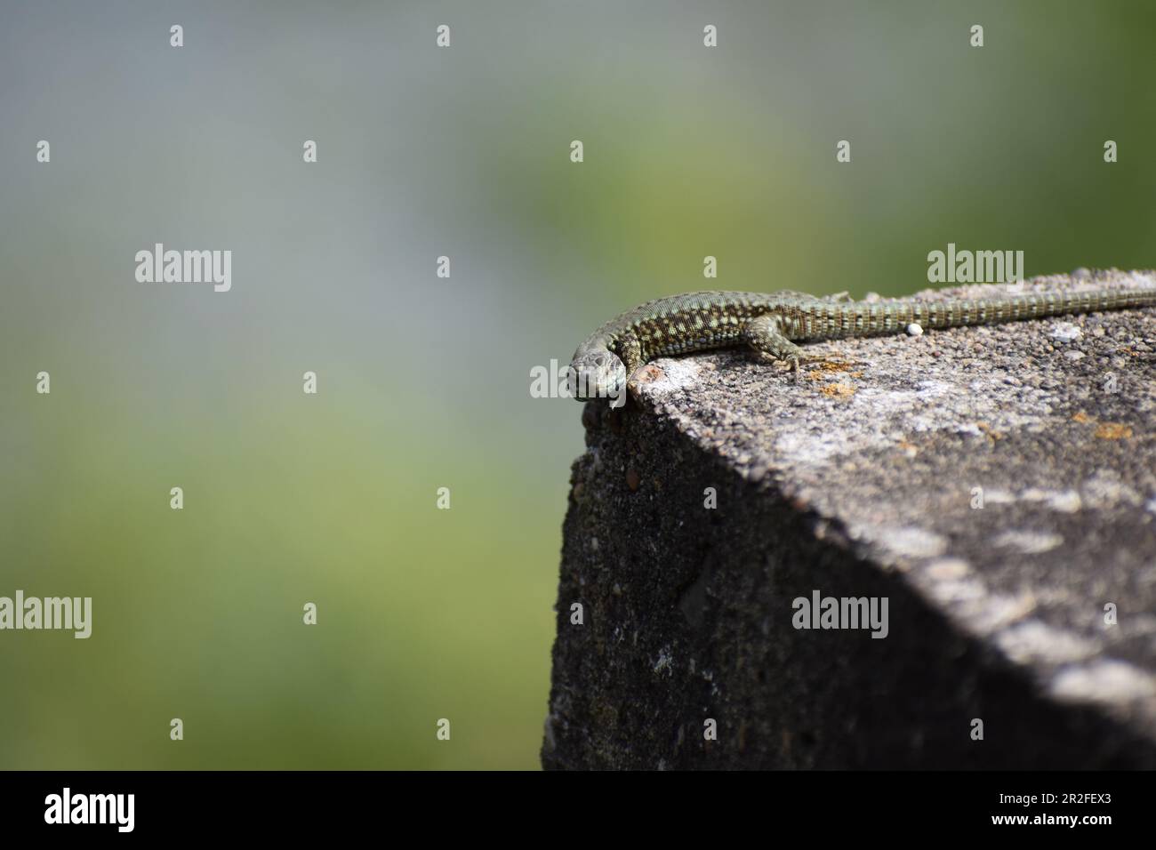 Wall Lizard on old stones Stock Photo