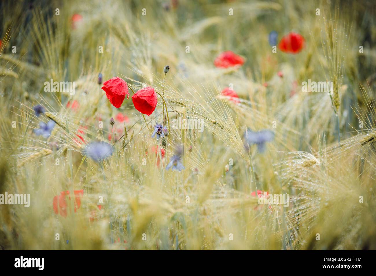 Cornflowers in barley field hi-res stock photography and images - Alamy