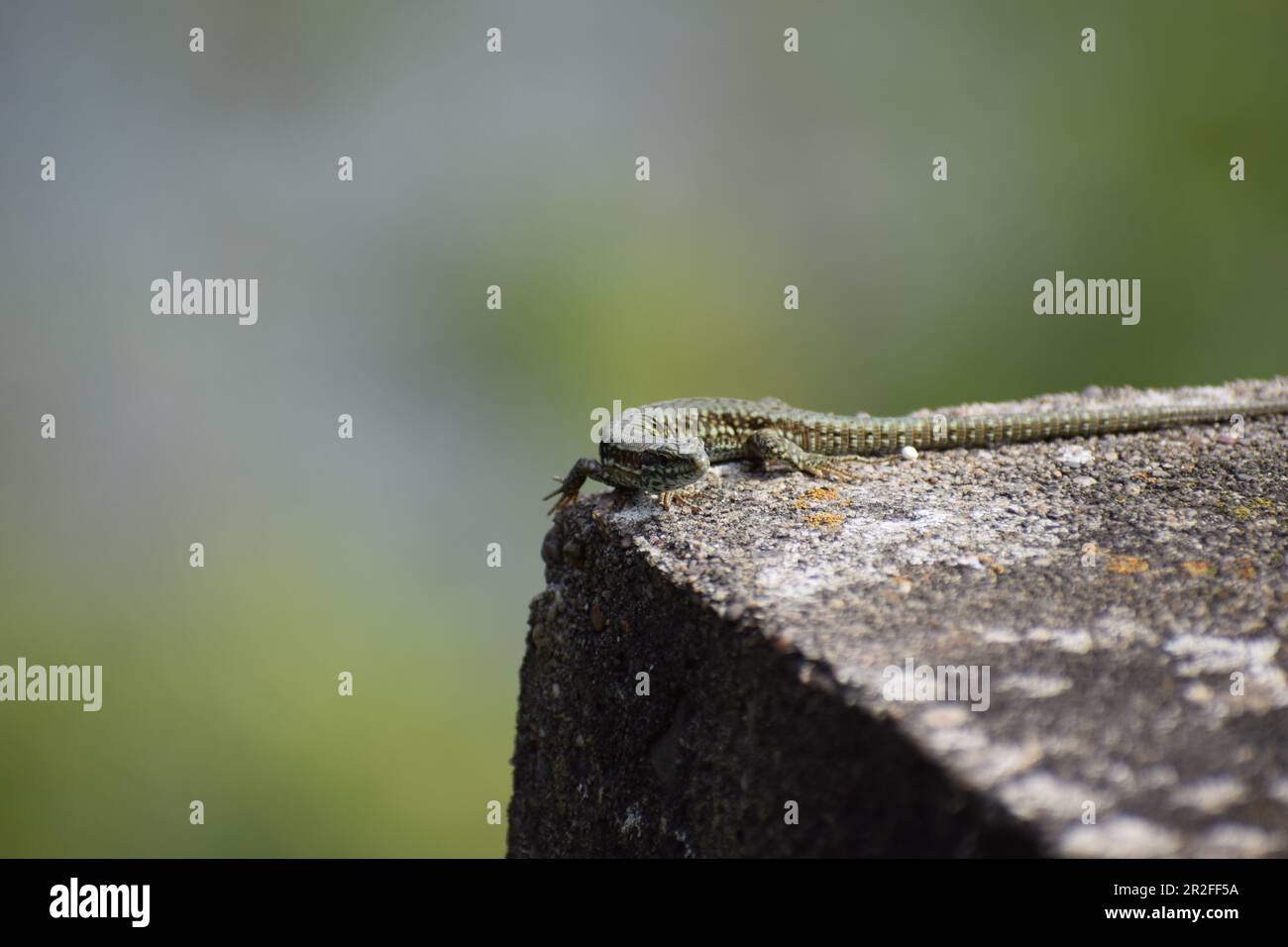 Wall Lizard on old stones Stock Photo