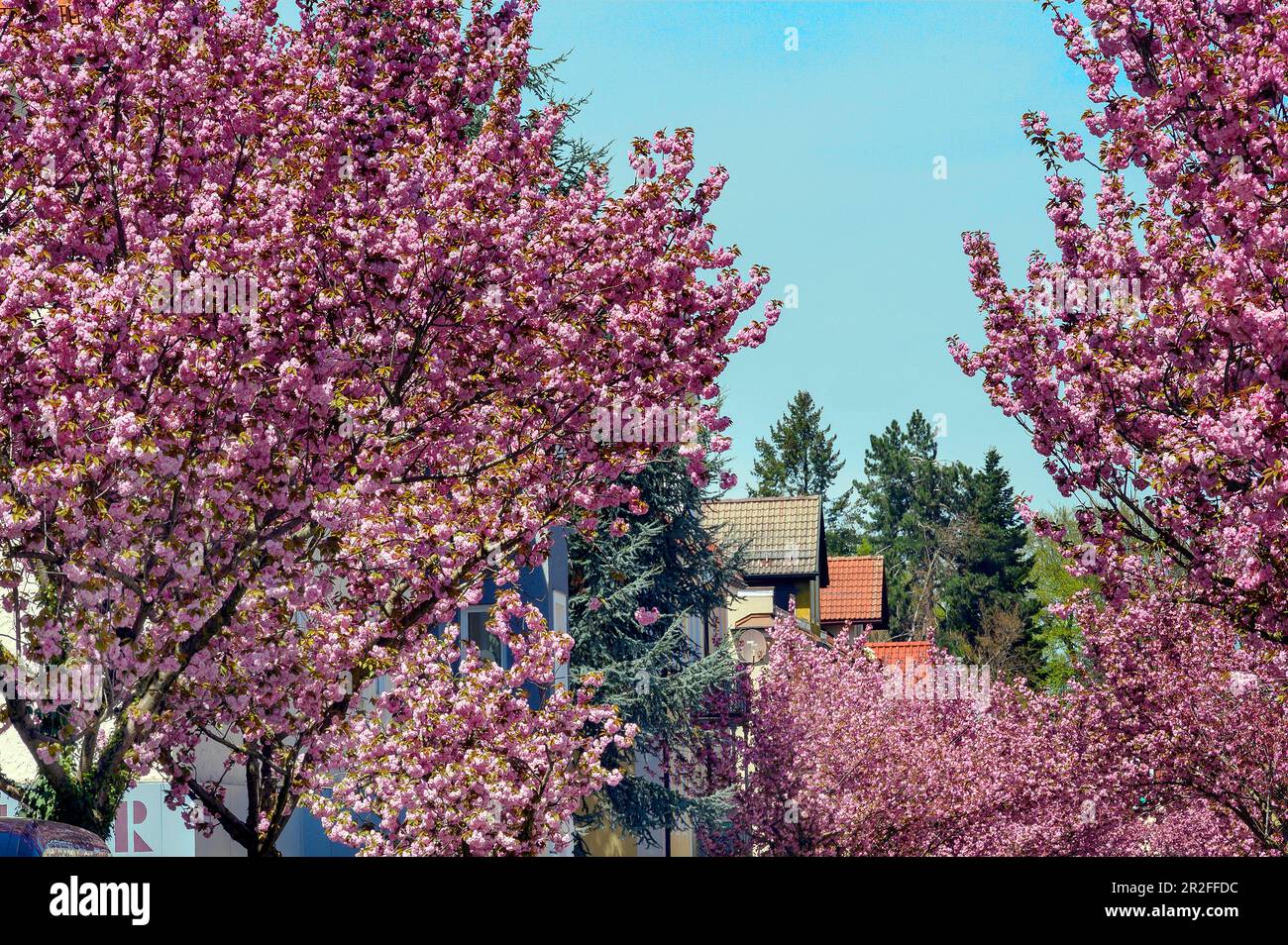 Almond blossom (Prunus dulcis), Kempten, Allgaeu, Bavaria, Germany Stock Photo