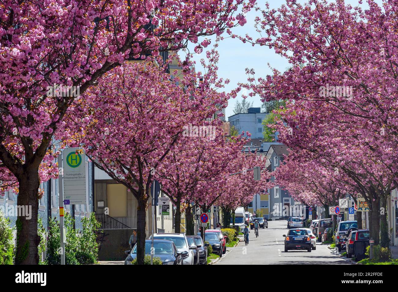 Almond blossom (Prunus dulcis), Kempten, Allgaeu, Bavaria, Germany Stock Photo