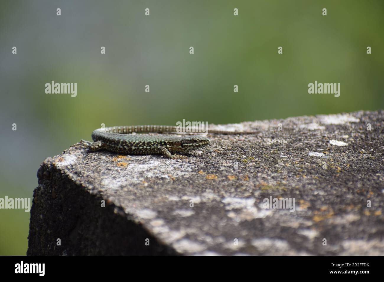 Wall Lizard on old stones Stock Photo