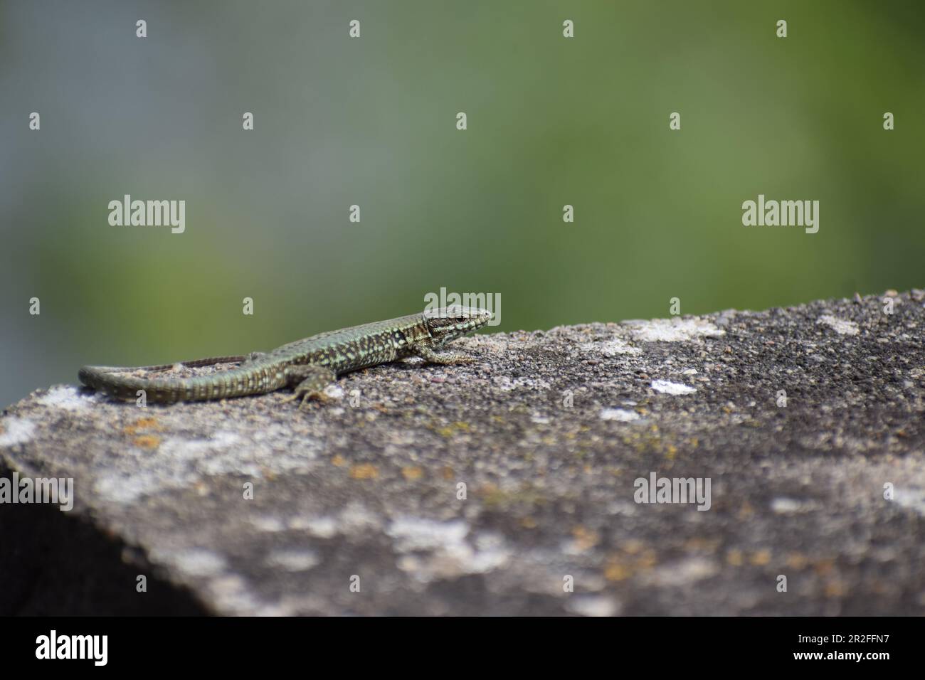 Wall Lizard on old stones Stock Photo