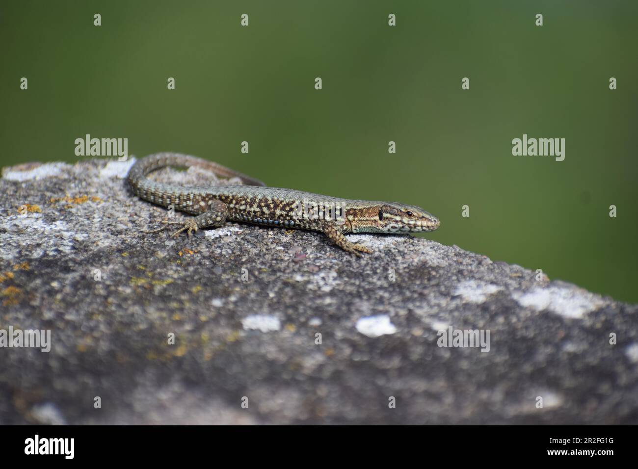 Wall Lizard on old stones Stock Photo